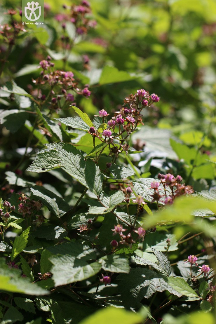 腺花茅莓(rubus parvifolius var. adenochlamys) (16).