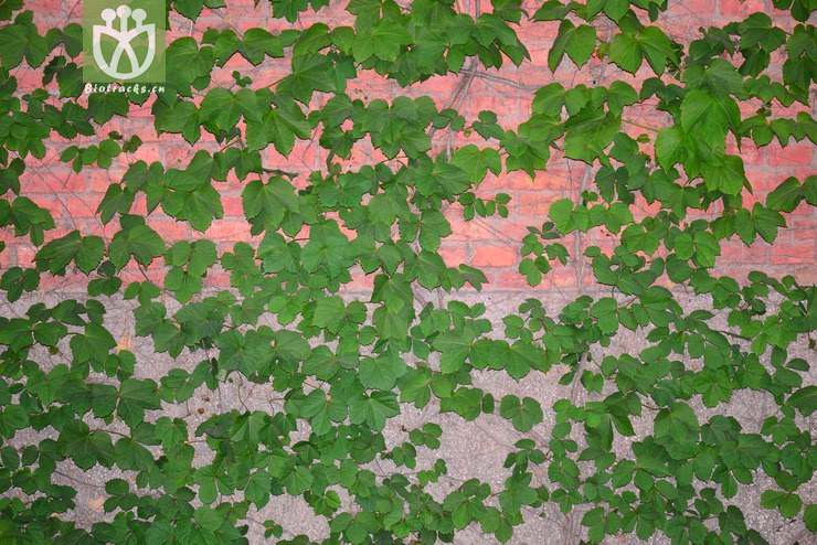 异叶地锦(parthenocissus dalzielii) (6).