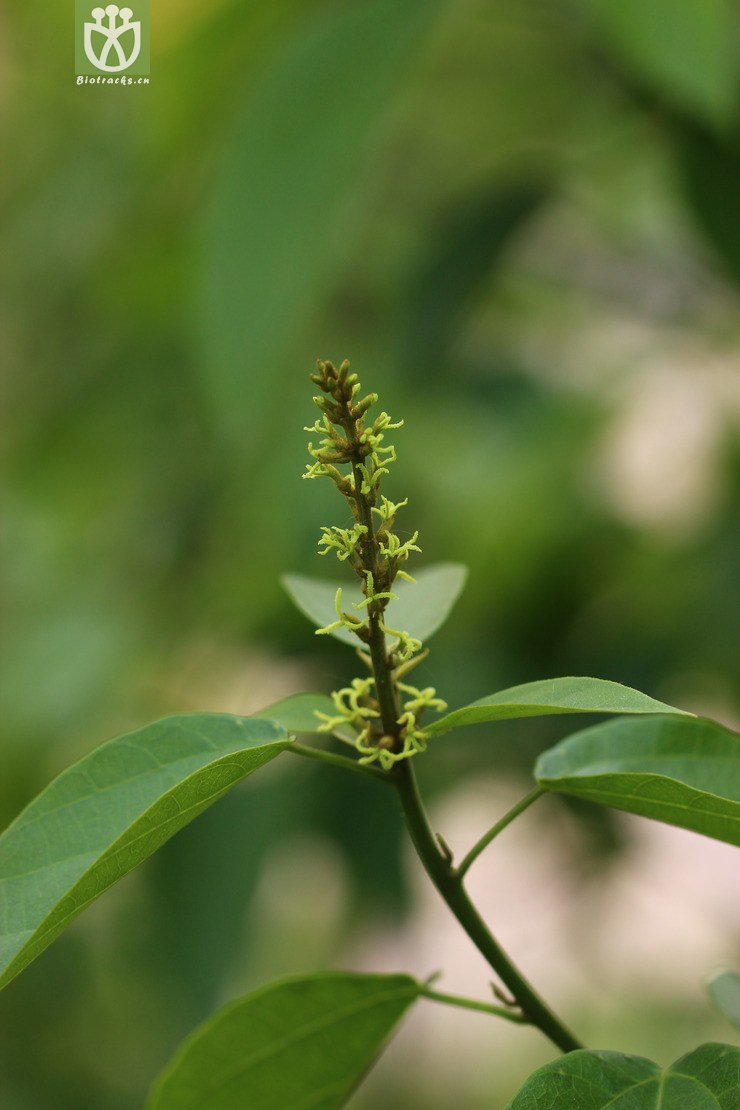 图片信息-kingdonia-植物云数据