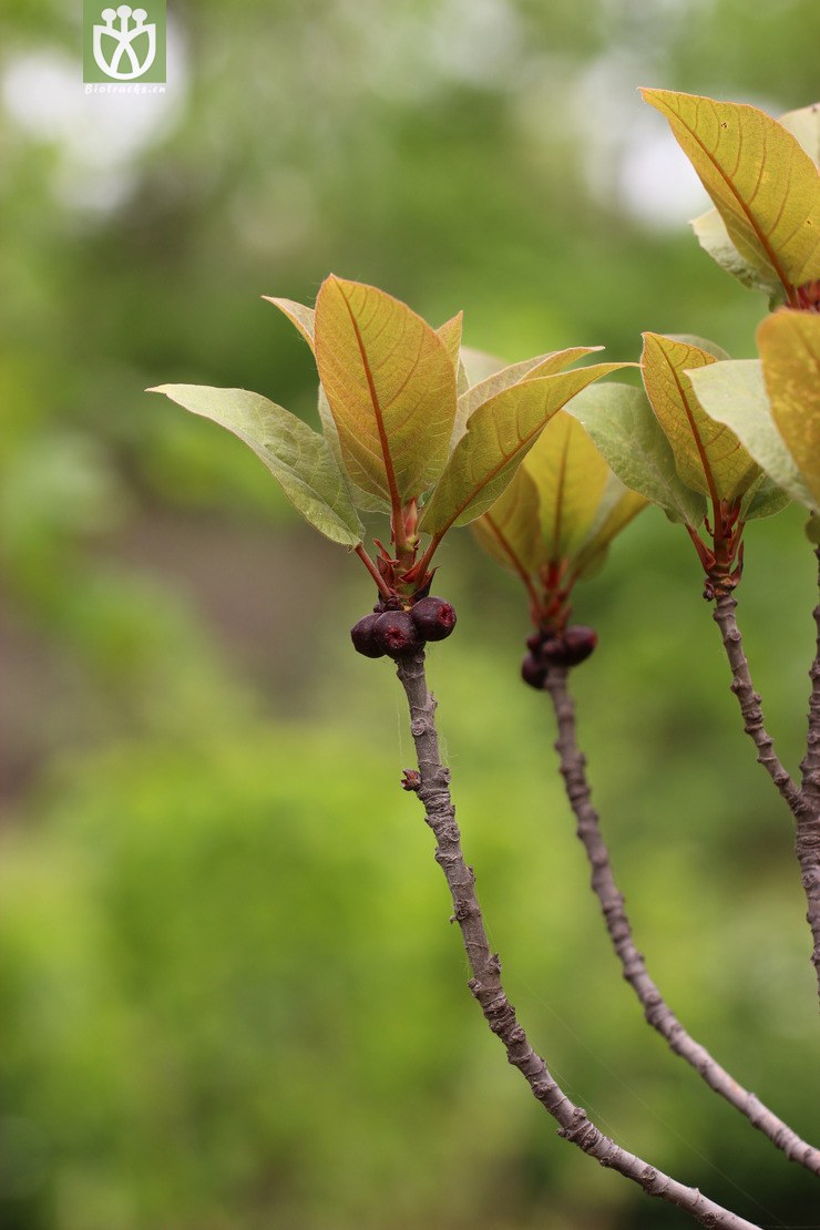 异叶榕(ficus heteromorpha) (0).jpg 相邻时间拍摄的照片    31张