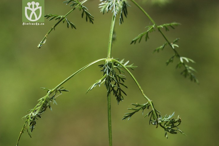 田葛缕子(carum buriaticum(1.jpg 相邻时间拍摄的照片 张