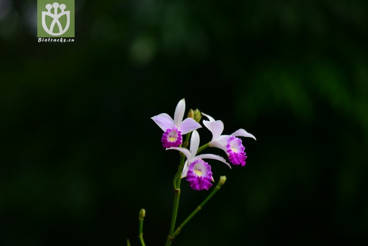 竹葉蘭(arundina graminifolia) (5).jpg 相鄰時間拍攝的照片 張