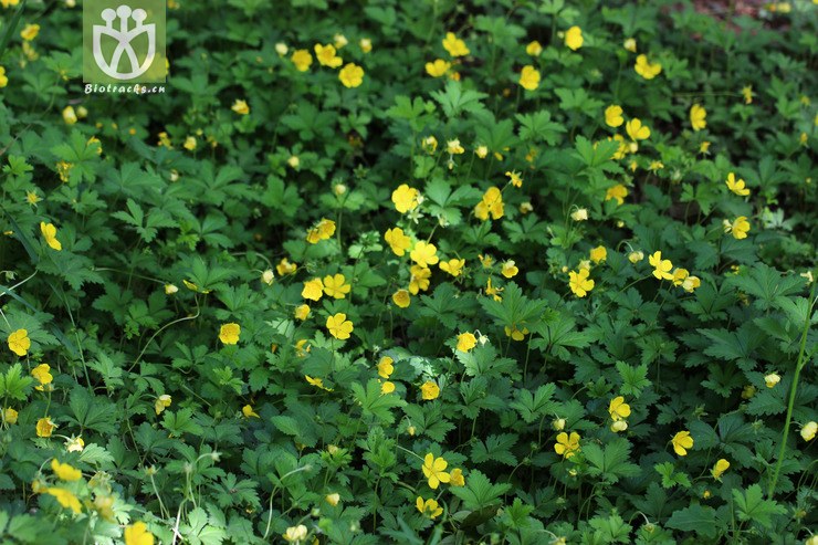 绢毛匍匐委陵菜(potentilla reptans var. sericophylla) (0).