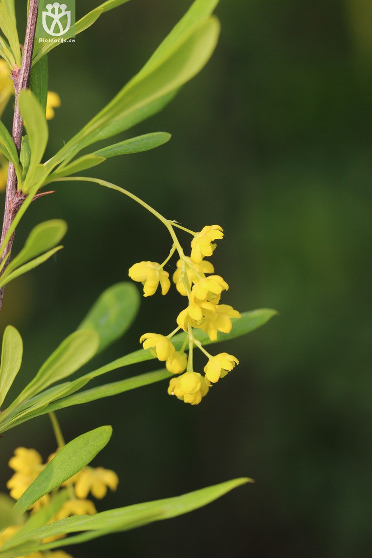45% 细叶小檗(berberis poiretii) (1).