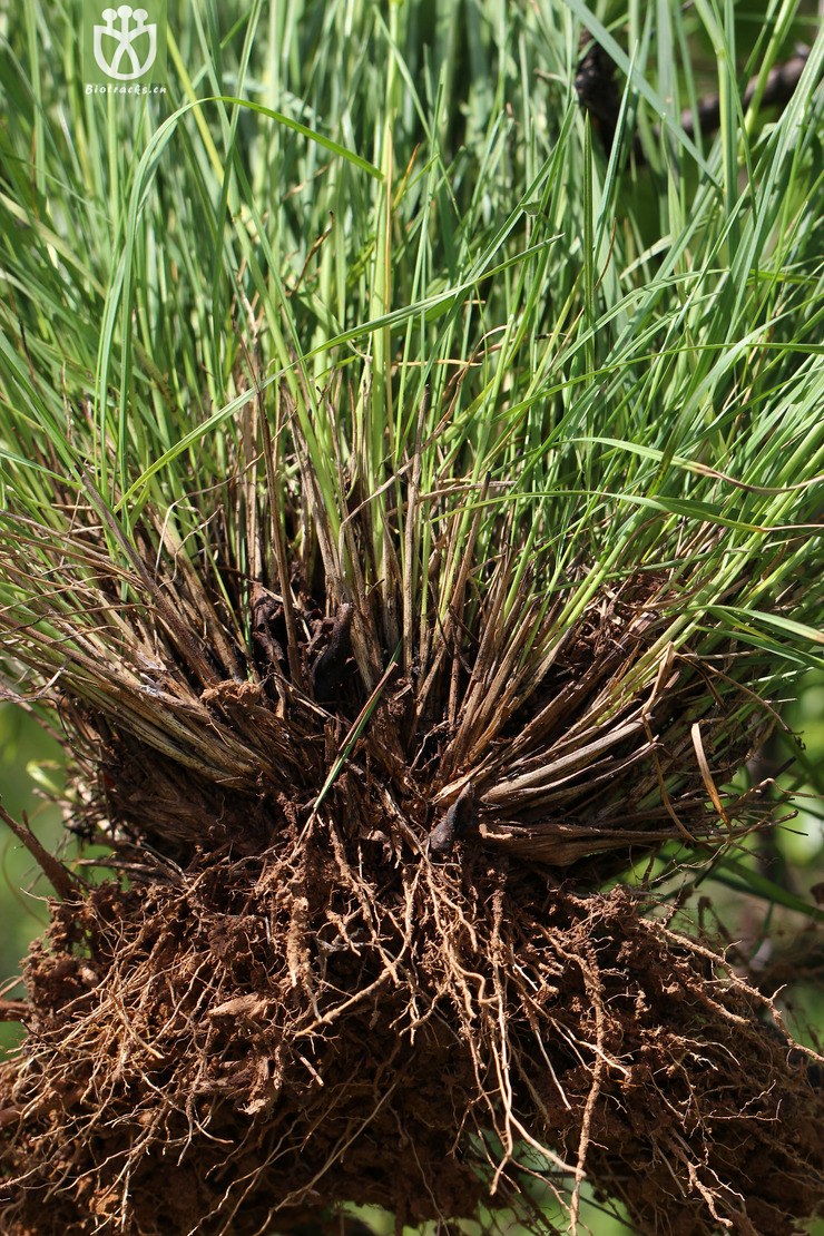 长芒草(stipa bungeana) (16).jpg 相邻时间拍摄的照片      张