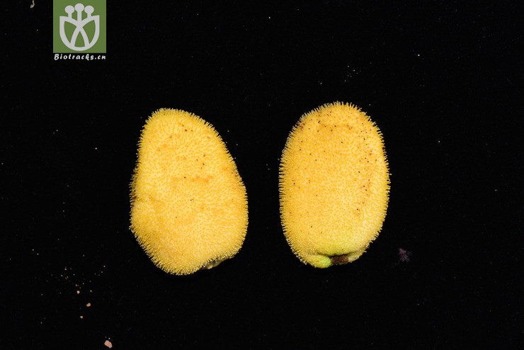 猴子瘿袋(artocarpus pithecogallus) (8).