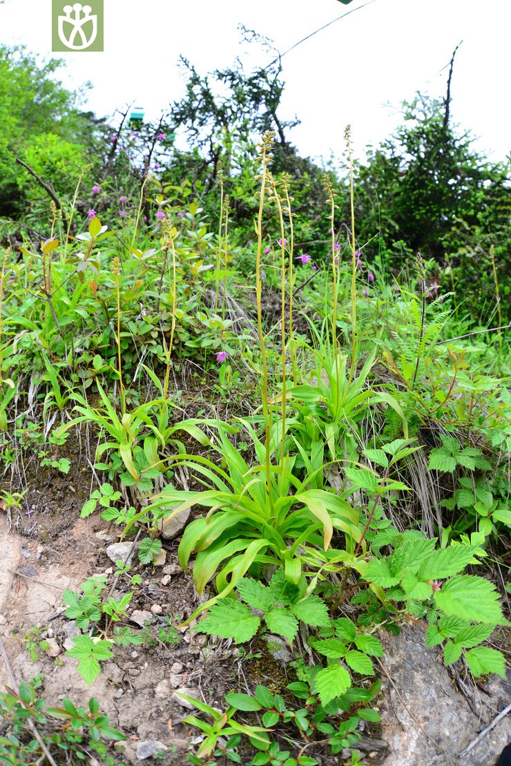 无毛粉条儿菜(aletris glabra) (9).jpg 相邻时间拍摄的照片      张