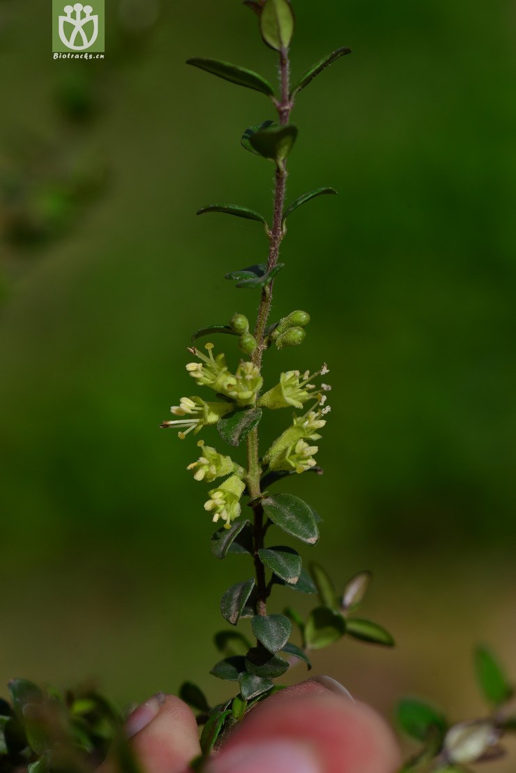 亮叶忍冬(lonicera ligustrina var yunnanensis) (1)