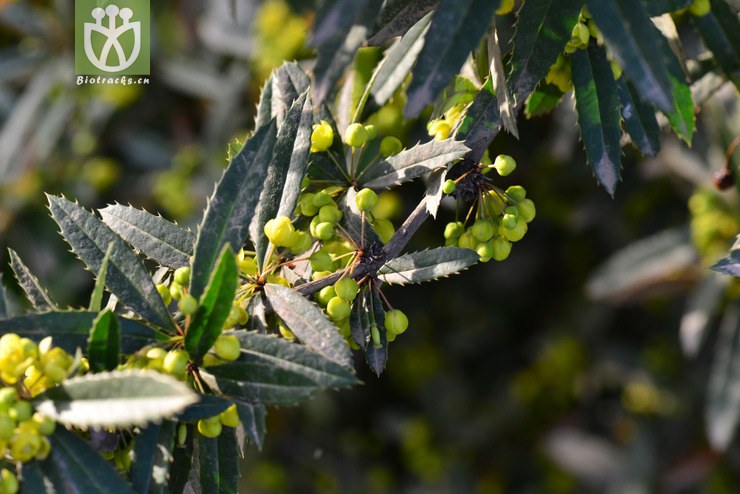 假豪猪刺(berberis soulieana) (7).jpg 相邻时间拍摄的照片      张