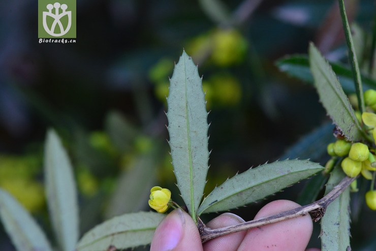 假豪猪刺(berberis soulieana) (6).jpg 相邻时间拍摄的照片      张