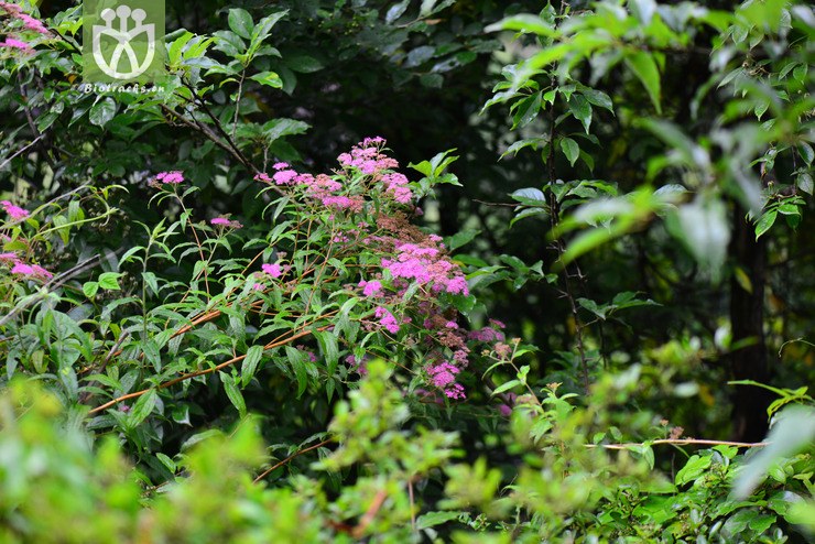 渐尖叶粉花绣线菊(spiraea japonica var. acuminata) (2).