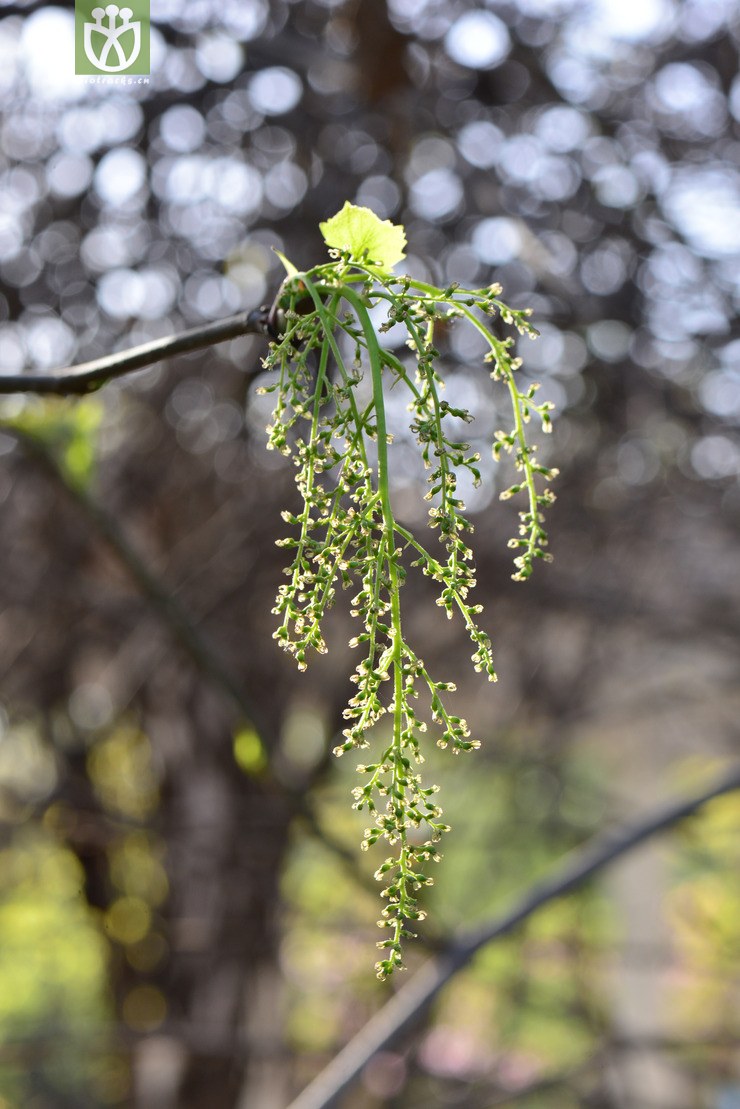 有齿鞘柄木(toricellia angulata var. intermedia) (0).