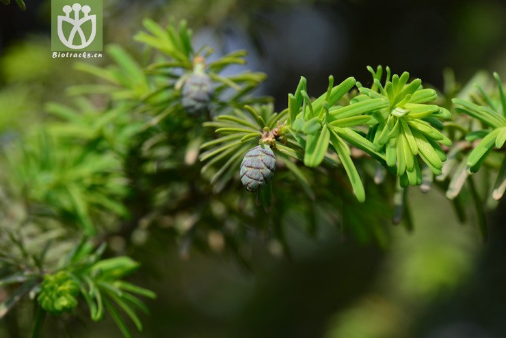 铁杉(tsuga chinensis(13.jpg 相邻时间拍摄的照片 张