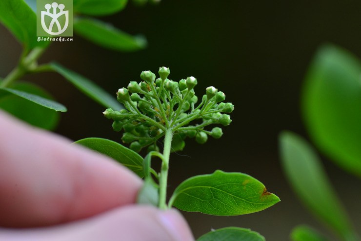 毛果绣线菊(spiraea trichocarpa) (8).