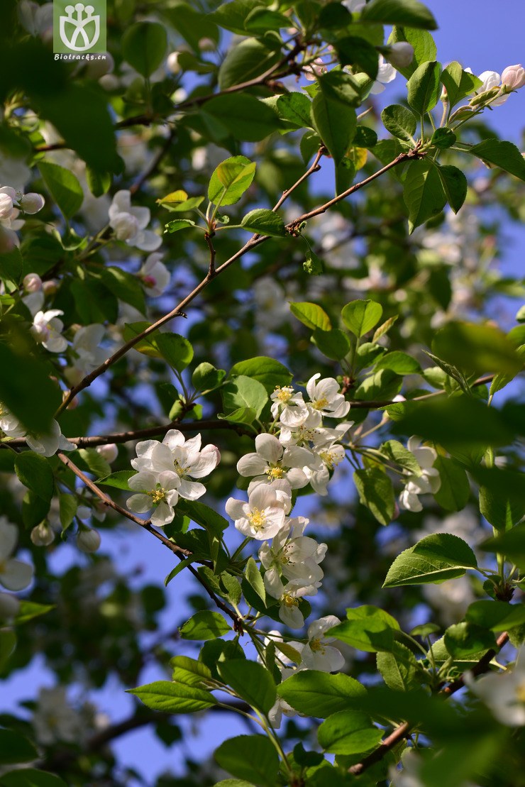 楸子(malus prunifolia(3.jpg 相邻时间拍摄的照片 张