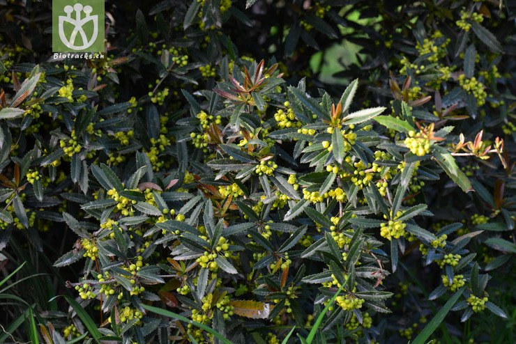 假豪猪刺(berberis soulieana) (8).jpg 相邻时间拍摄的照片      张