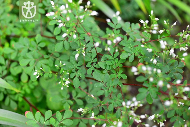 臭节草(boenninghausenia albiflora) (4).