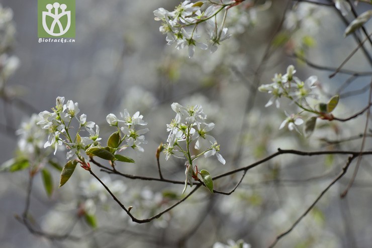 树唐棣(amelanchier arborea) (29).jpg 相邻时间拍摄的照片      张