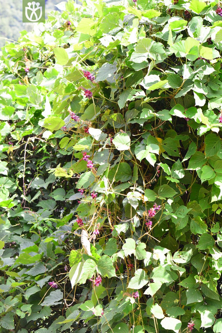 图片信息-kingdonia-植物云数据