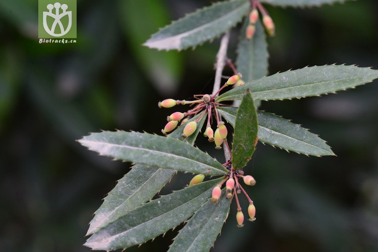 假豪猪刺(berberis soulieana) (10).jpg 相邻时间拍摄的照片      张