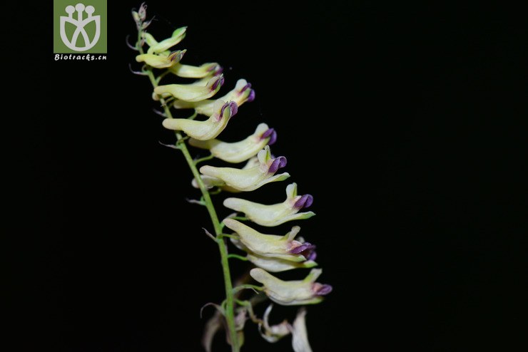蛇果黄堇(corydalis ophiocarpa) (5).