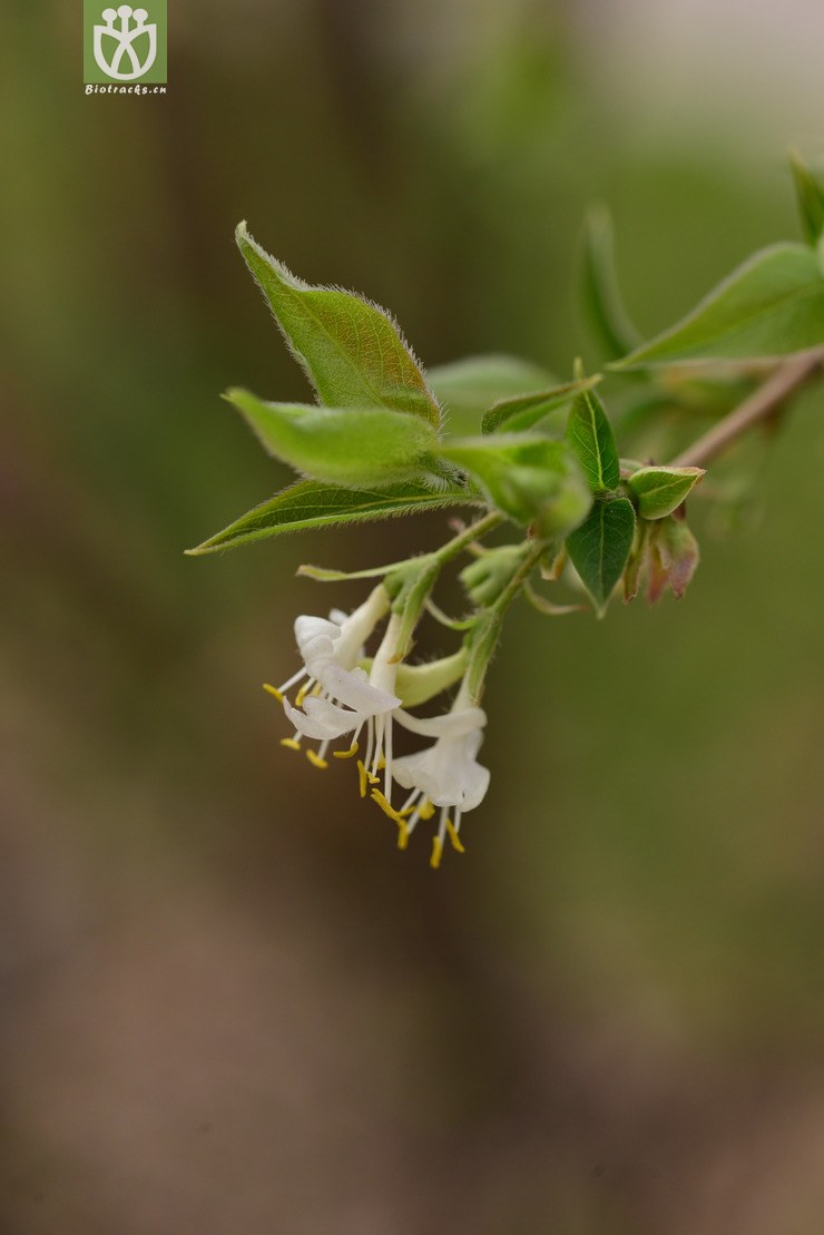 郁香忍冬(lonicera fragrantissima)     (15).