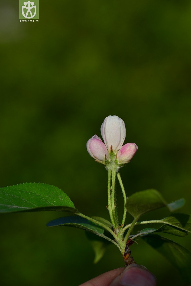新疆野苹果(malus sieversii)2 (16).jpg 相邻时间拍摄的照片      张
