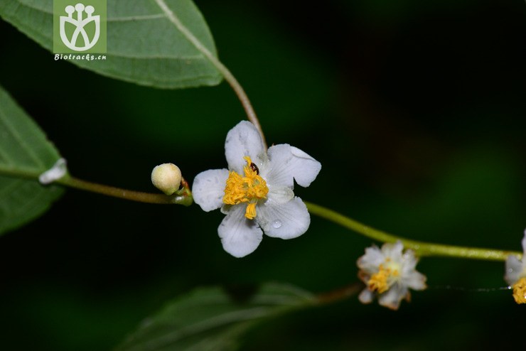 葛枣猕猴桃(actinidia polygama) (5)