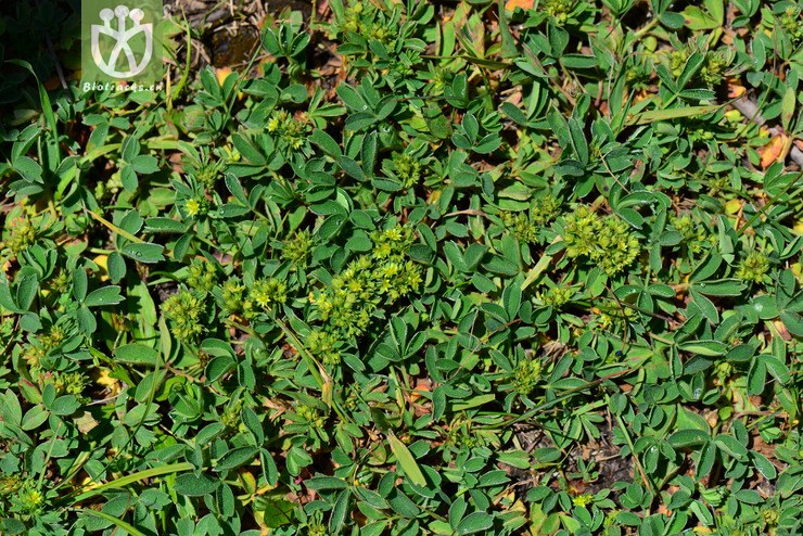 隐瓣山莓草(sibbaldia procumbens var. aphanopetala) (0).