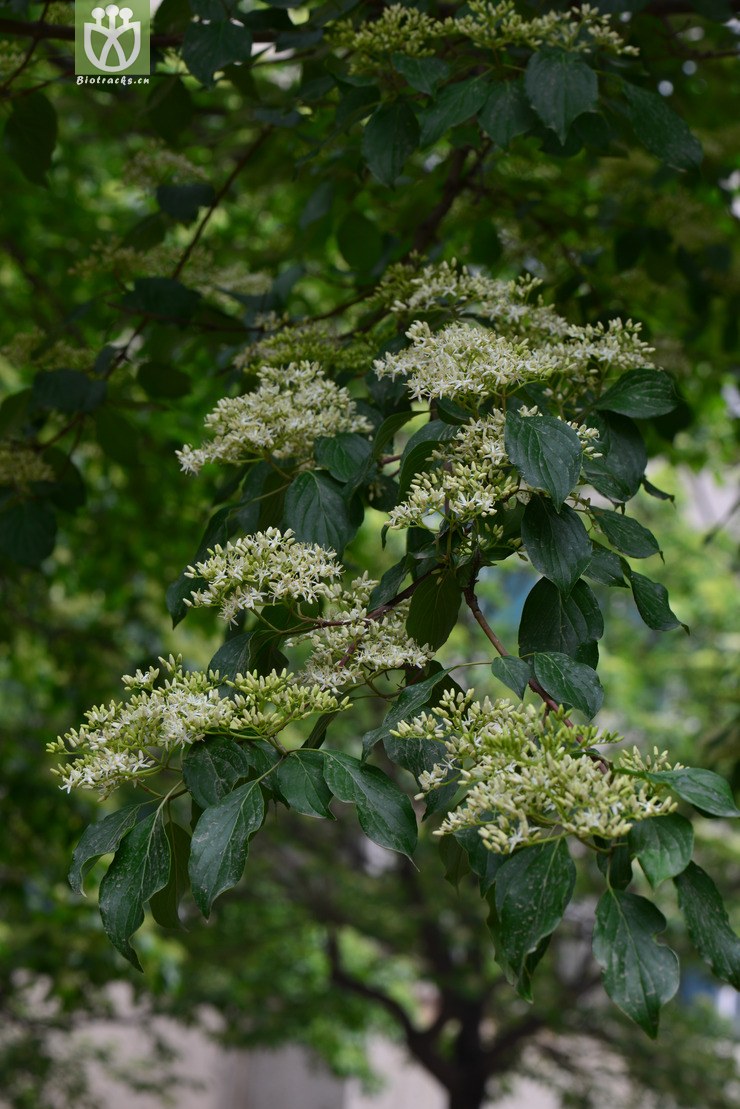 图片信息-kingdonia-植物云数据