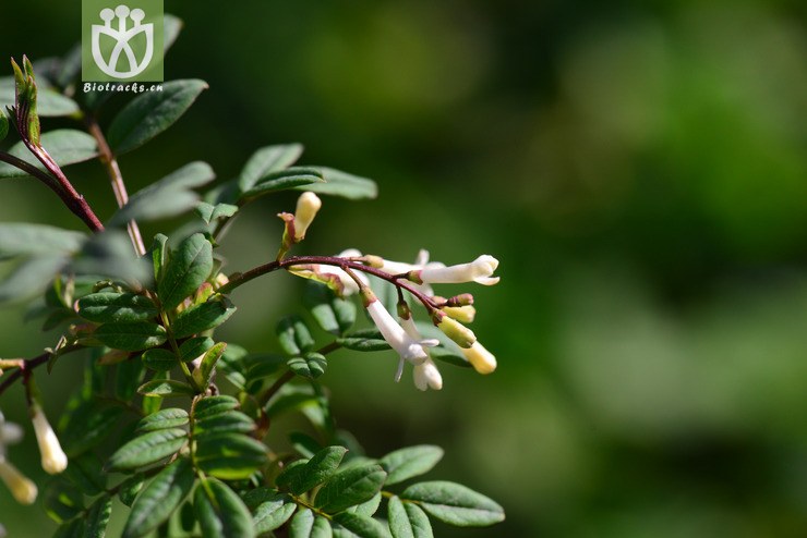羽叶丁香(syringa pinnatifolia) (16).