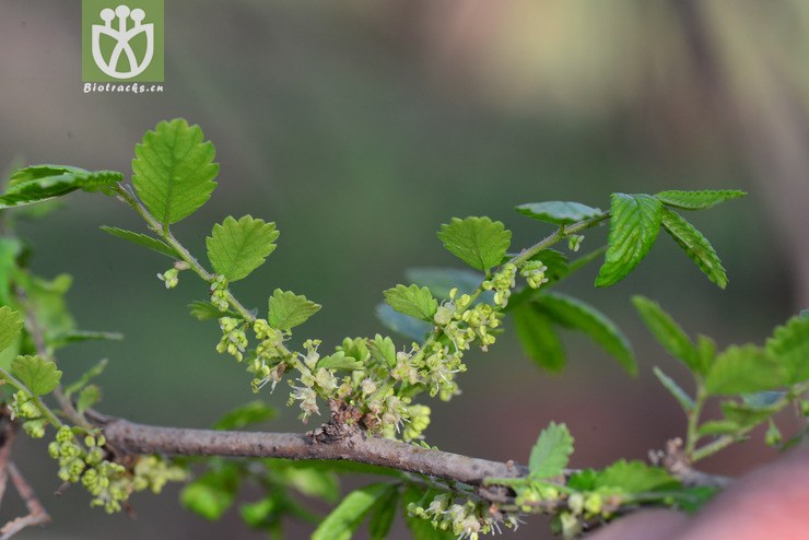 刺榆(hemiptelea davidii) (0).jpg 相邻时间拍摄的照片      张