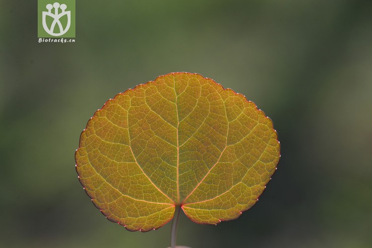 连香树(cercidiphyllum japonicum(0.