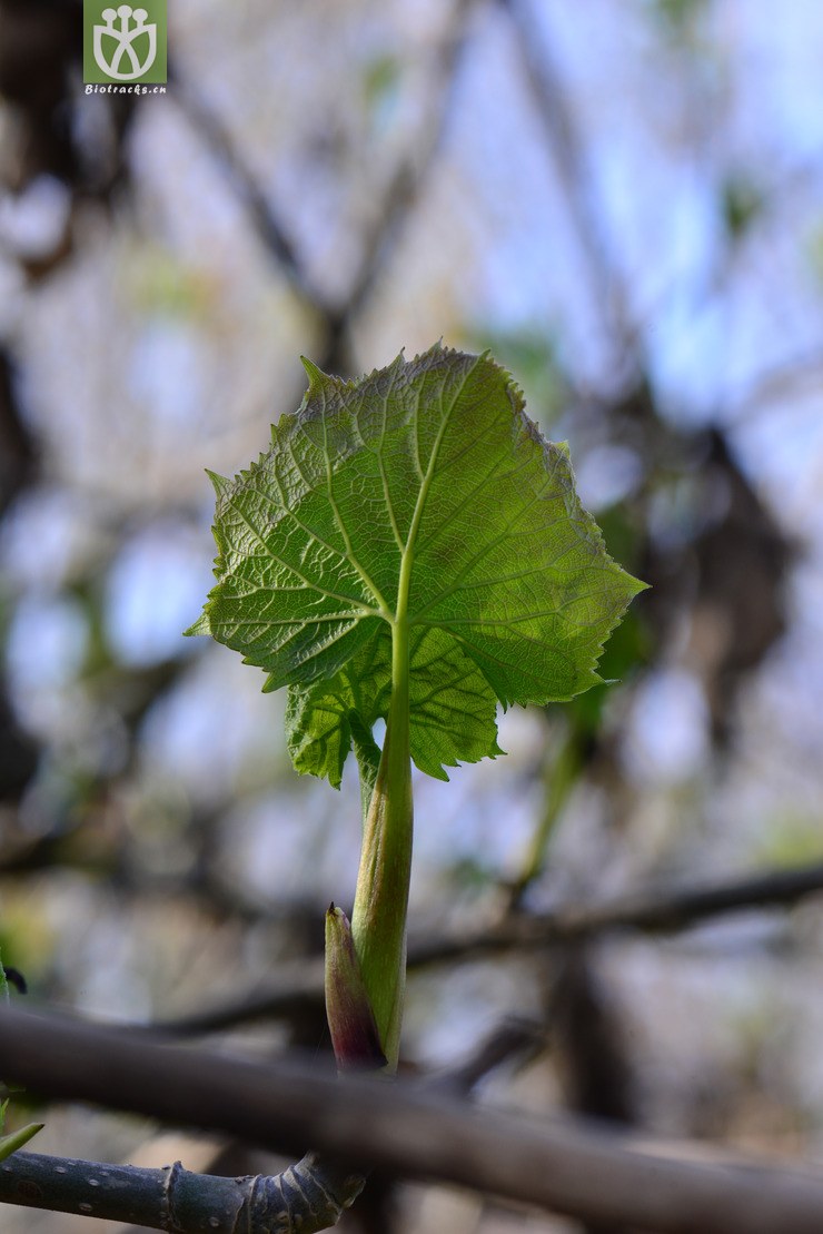有齿鞘柄木(toricellia angulata var. intermedia) (5).