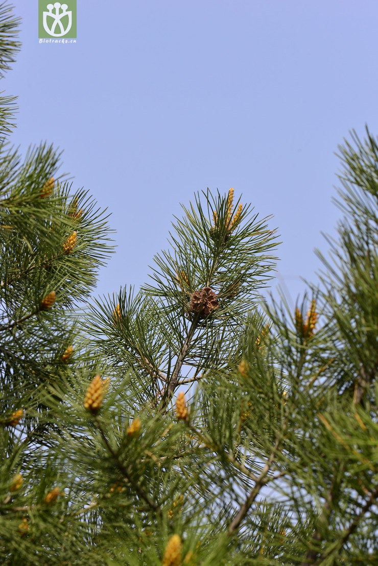 白皮松(pinus bungeana) (5).jpg 相邻时间拍摄的照片    31张