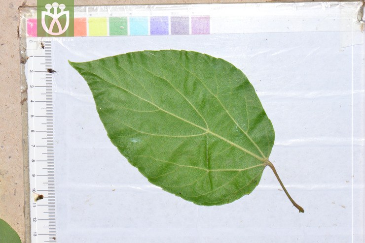 图片信息-kingdonia-植物云数据