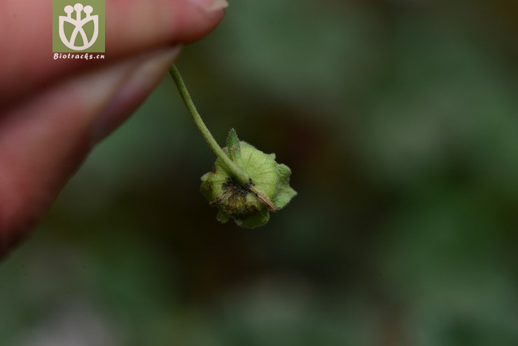 圓葉錦葵(malva pusilla) (6).jpg 相鄰時間拍攝的照片 張