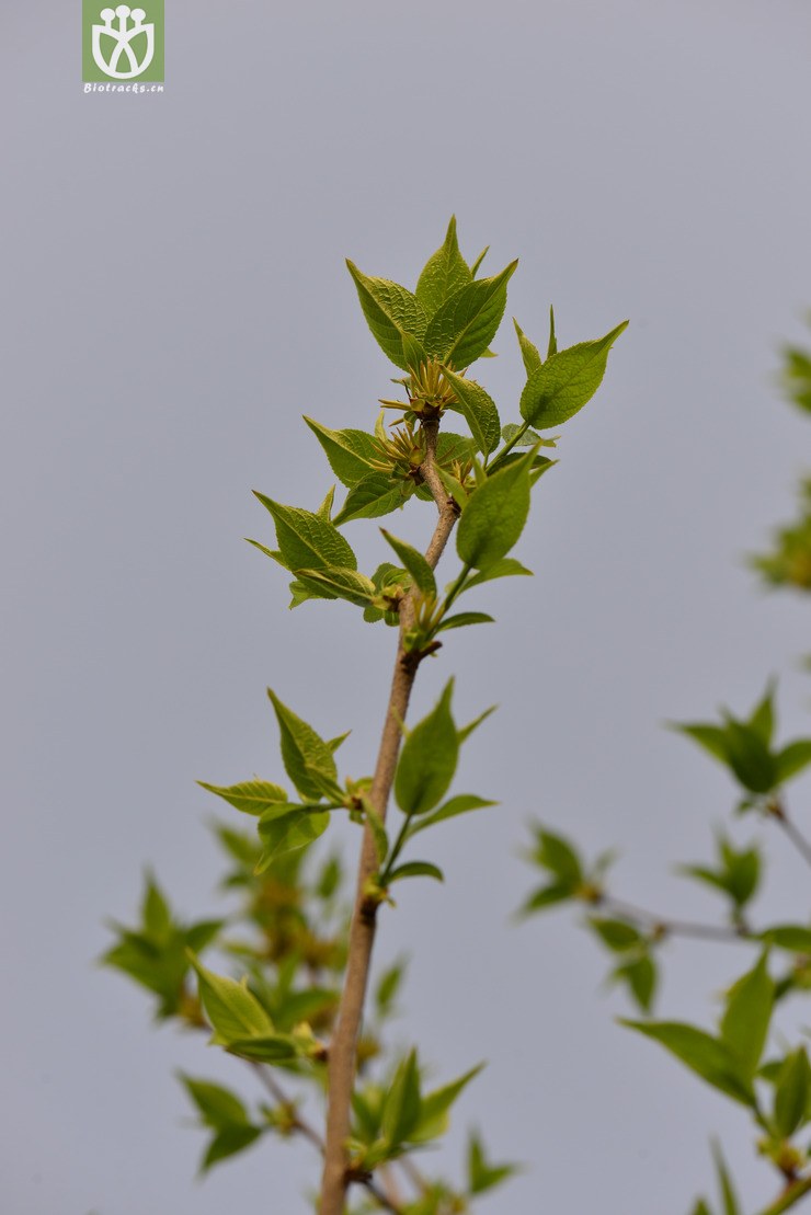 杜仲(eucommia ulmoides) (1).jpg 相邻时间拍摄的照片      张