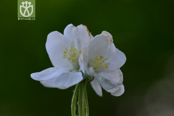 新疆野苹果(malus sieversii)2 (9).jpg 相邻时间拍摄的照片      张