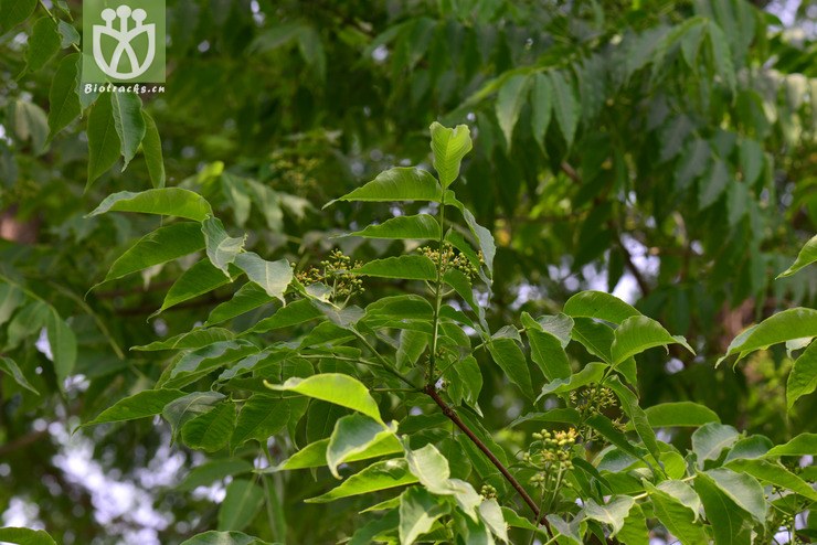 黃檗(phellodendron amurense) (6).jpg 相鄰時間拍攝的照片 31張