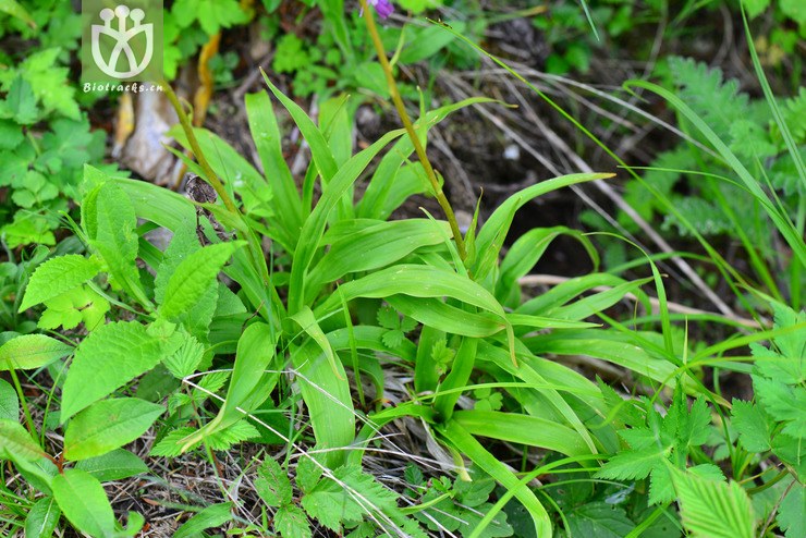 100% 無毛粉條兒菜(aletris glabra) (8).