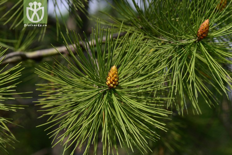 白皮松(pinus bungeana) (7).jpg 相邻时间拍摄的照片      张