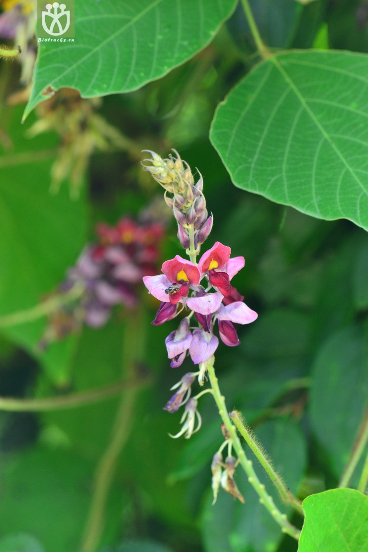葛麻姆(pueraria montana var. lobata) (1).
