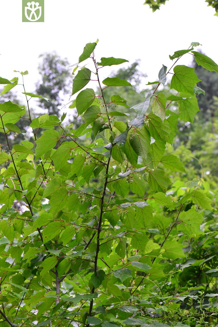 八角枫(alangium chinense) (0).jpg 相邻时间拍摄的照片      张