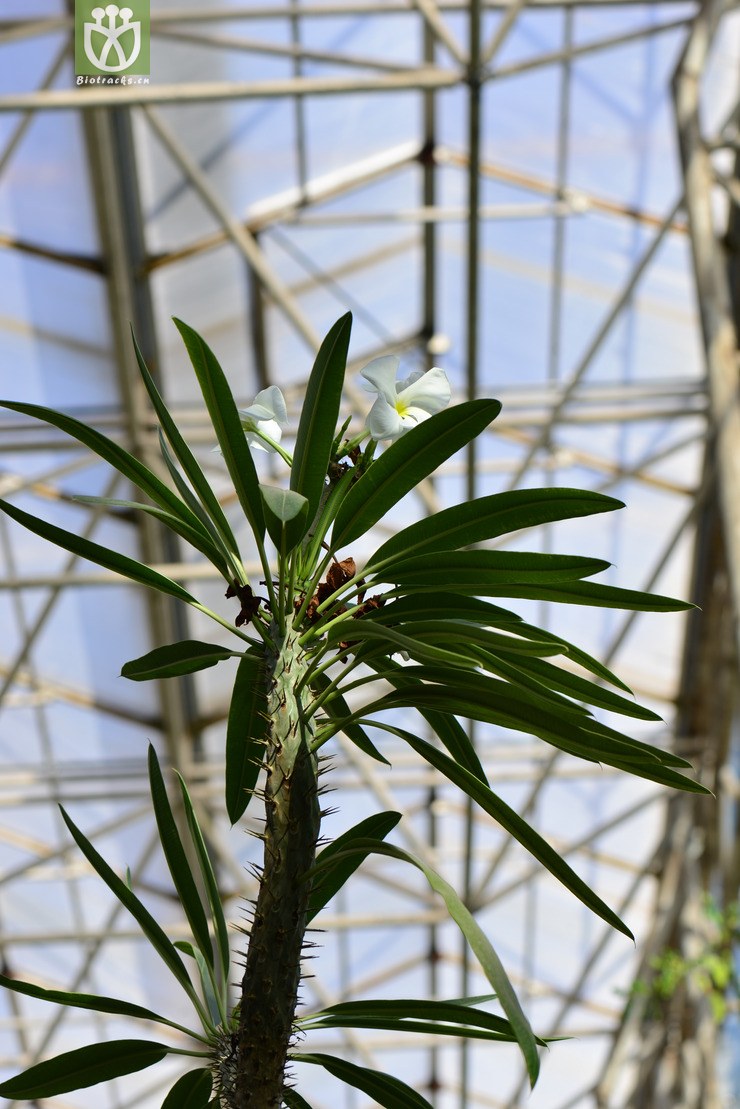 45% 狼牙棒(pachypodium geayi) (0)jpg 相邻时间拍摄的照片 共 20张