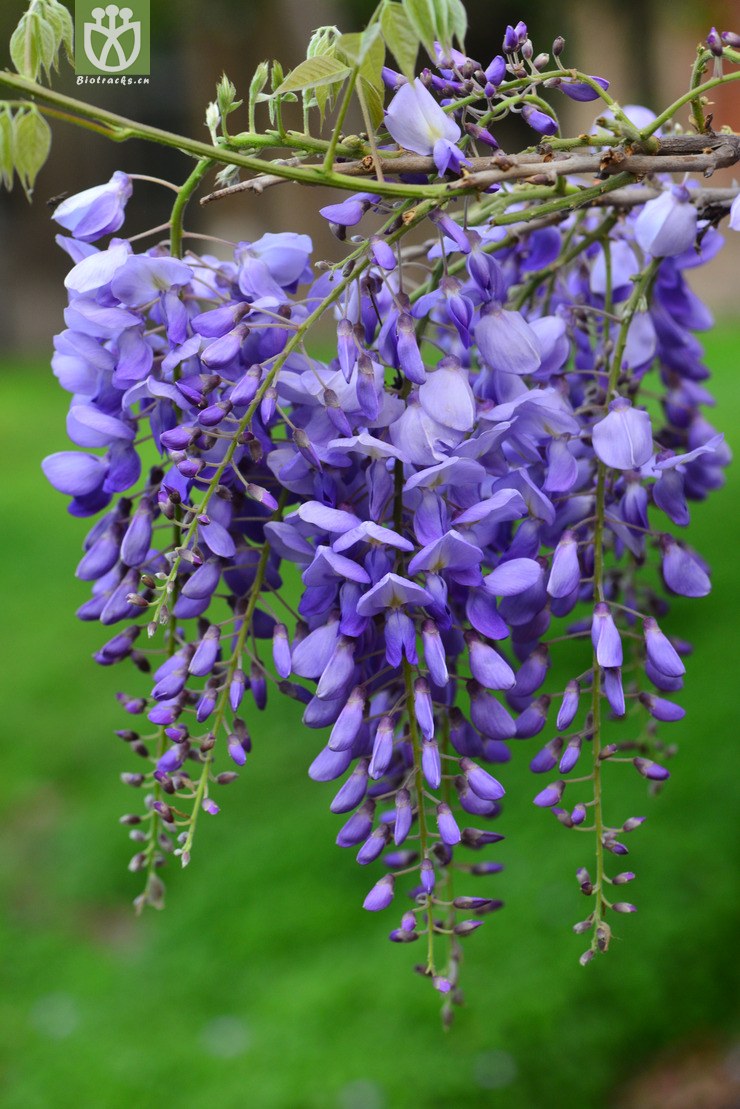 紫藤(wisteria sinensis) (3).jpg 相鄰時間拍攝的照片 31張