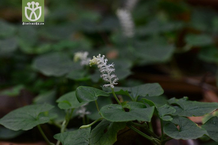 裸蒴(gymnotheca chinensis) (0).jpg 相邻时间拍摄的照片      张