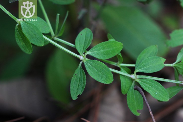 小红参(galium elegans) (2).jpg 相邻时间拍摄的照片     张