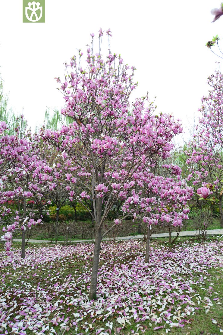 二乔玉兰(yulania soulangeana) (4).jpg 相邻时间拍摄的照片      张