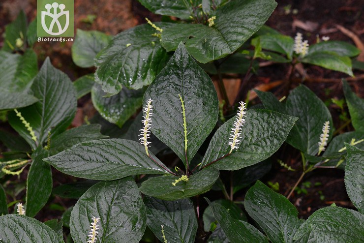 全缘金粟兰(chloranthus holostegius) (0).